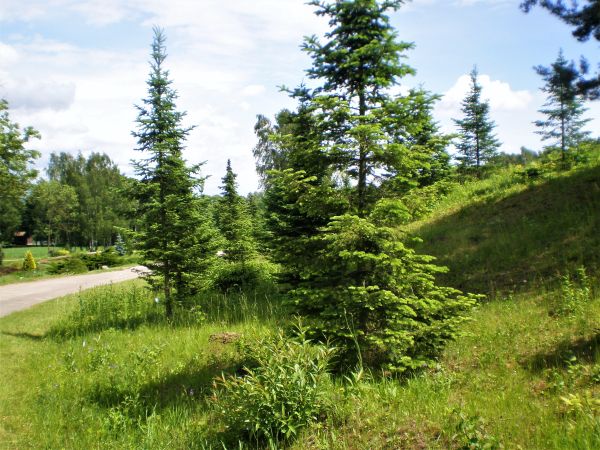 Subalpinio kėnio arizoninis varietetas (Abies lasiocarpa var. arizonica)